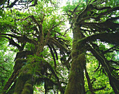 Riesige Bäume im Regenwald, Olympic Nationalpark, Washington, USA, Amerika