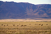 Antelopes at the savannah, Namibia, Africa