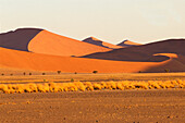 Sand dunes in the evening light, Sossusvlei, Namibia, Africa