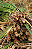 A bunch of sugar cane, Paul, Santo Antao, Cape Verde, Africa