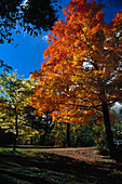 Park , Autumn, P. Quebec Canada