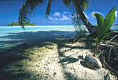 Junge Kokospalme wächst aus Nuss, Korallenstrand, Insel Rangirosa Tuamotu, Fr. Polynesien