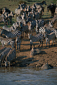 Durstige Burchell Zebras drängen am Fluß, wartendes Krokodil, Mara Fluss Masai Mara National Reserve, Kenia