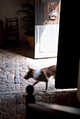 Dog entering a finca, Majorca, Balearic Islands, Spain