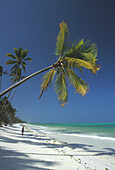 Idyllic palm beach under blue sky, Zanzibar, Tanzania, Africa