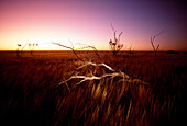 Weite Ebene im Nullarbor Nationalpark bei Sonnenuntergang, Madura, Australien