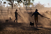 Cattle Breeding, Cattleyards, Gorrie Station, Northern Territory Australia