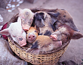 Young piglets sleeping in a basket, Santiago, Cape Verde, Africa