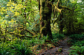 Hoh Rain Forest, Hoh River Trail, Olympic Nationalpark, Washington, USA