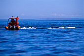 Orca Whale, Whale watching boat, Harro Strait, San Juan Island Washington, USA