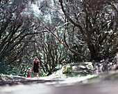 Woman and child hiking through sunlit bay forest, Raya de la Llania, El Hierro, Canary Island, Spain, Europe