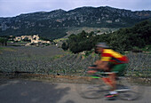 Rennradfahrer, Blick ueber Obst-, plantage, Dorf Orient Mallorca, Spanien