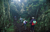 Anfang der Waldregion 2900m, , Mount Kilimanjaro Tansania