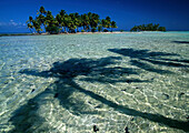 Kokospalmen auf Motus Inseln, , Blaue Lagune, Rand Atoll Rangiroa Tuamotus, Franzoesisch-Polynesien