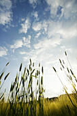 Corn-field with sky, Nature Freedom Wellness