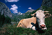 Cow lying on grass in the mountains, Hohe Tauern, Salzburger Land, Austria