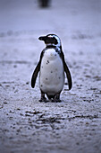 Penguin Brillenpinguin, , St. Simon, Cape Town South Africa
