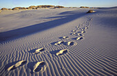 Footprints in the sand, Rabjerg Mile, Jutland, Denmark