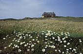 Blumenwiese und Haus an der Küste, Jütland, Dänemark