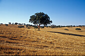 Cork Oak, Alentejo near Serpa Portugal