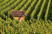 Weinberge nahe Heppenheim, Bergstrasse, Odenwald, Deutschland