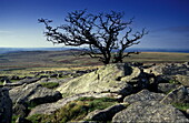 Tree, Devon, Dartmoor Europe, England