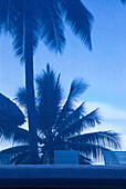 Palmen als Wasserspiegelung in, Swimming Pool, Sofitel Maeva Beach Tahiti, Französisch-Polynesien