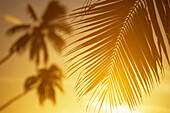 Palmenblätter im Gegenlicht bei, Sonnenuntergang, Moorea Französisch-Polynesien