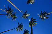 Kokospalmen von unten, Rarotonga Cook-Inseln