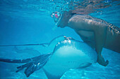 Swimming with Stingrays, Bora Bora Lagoon French Polynesia