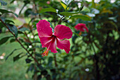 Pink hibiscus, Western Samoa