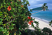 Hibiscus and Nu'utele Island, view from Saleapaga Upolu, Samoa, South Pacific