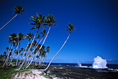 Coconut Trees and Blowholes, Taga, Savai'i Samoa