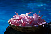 Hibiscus Basket, Tokoriki Island Resort Mamanucas, Fiji