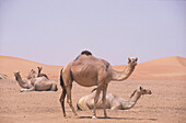 Kamele, Dubai Vereinigte Arabische Emirate