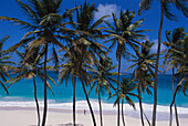 Coconut Trees, Bottom Bay, St. Philip Barbados