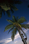 Climbing a Coconut Tree, Anse Chastanet, near Soufriere St. Lucia