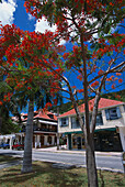 Flame Trees & Shops, Gustavia St. Barthelemey, Carribean