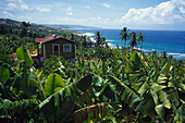 Banana Plantation, St. Thomas Barbados