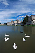 Swans, Leeds Castle, Near Maidstone, Kent, England