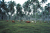 Viehherde unter Kokospalmen, Espiritu Santo Vanuatu, Südsee