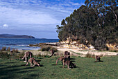 Kangaroos, Murramarang Beach, South Durras NSW, Australia