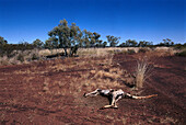 Kangaroo Skeleton, Near Camooweal Queensland, Australia