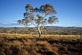 Eucalyptus Tree, Karijini NP WA, Australia