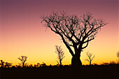 Affenbrotbäume bei Sonnenuntergang, in der Nähe von Fitzroy Crossing, Western Australia, Australien