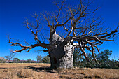 Prison Boab Tree, Near Wyndham WA, Australia