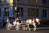 Horse Carriage Ride, Dallas , Texas USA