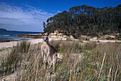 Kangaroo, Murramarang Beach, South Durras NSW, Australia