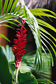 Red Ginger, Bora Bora French Polynesia