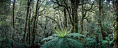 Baumfarne nahe Chasm an der Road to Milford, Fiordland Nationalpark, Südinsel, Neuseeland